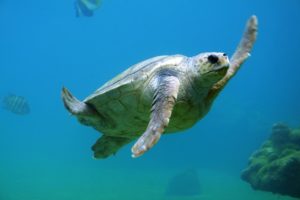 Is Playa del Carmen Safe Sea Turtle