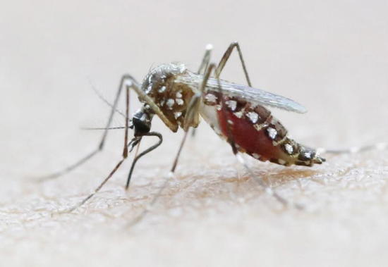 Aedes Aegypti Mosquito